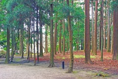 日本庭園,和,屋外,春,曇り