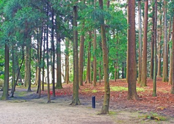 日本庭園,和,屋外,春,曇り