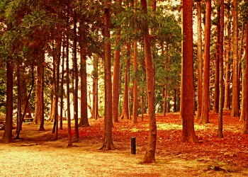 日本庭園,和,屋外,春,曇り,ヴィンテージ