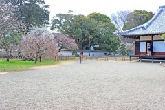 日本庭園,和,曇り,屋外,春