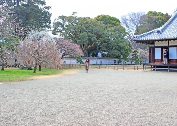 日本庭園,和,曇り,屋外,春