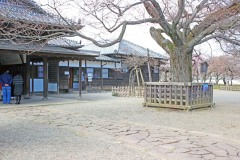 日本庭園,和,曇り,屋外,春