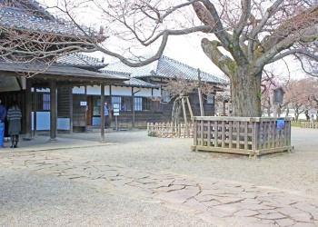 日本庭園,和,曇り,屋外,春