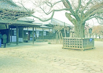 日本庭園,和,曇り,屋外,春,昭和レトロ
