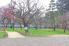 日本庭園,和,曇り,屋外,春