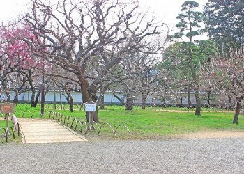 日本庭園,和,曇り,屋外,春