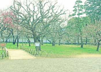 日本庭園,和,曇り,屋外,春,昭和レトロ
