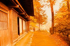 日本庭園,曇り,秋,屋外