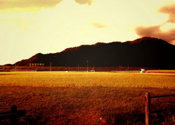 草原,アウトドア,屋外,夏,ヴィンテージ