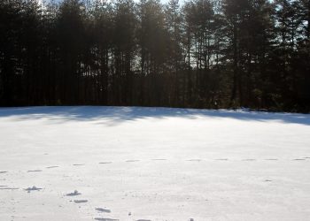 草原,雪原,アウトドア,晴れ,冬,屋外
