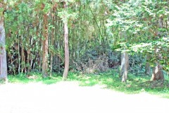 林道,アウトドア,屋外,夏,晴れ,