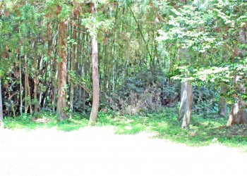 林道,アウトドア,屋外,夏,晴れ,