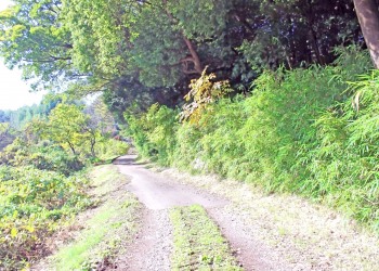 山道,アウトドア,屋外,夏,晴れ