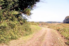 林道,アウトドア,屋外,秋,晴れ,