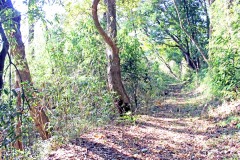 林道,アウトドア,冬,屋外,晴れ