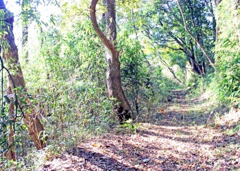 林道,アウトドア,冬,屋外,晴れ