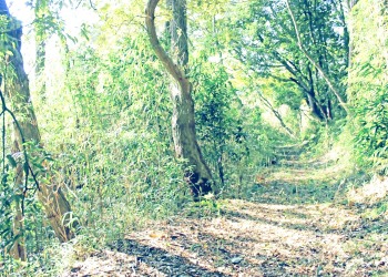 林道,アウトドア,冬,屋外,晴れ,昭和レトロ