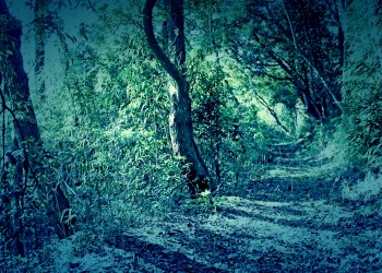 林道,アウトドア,冬,屋外,晴れ,ホラー