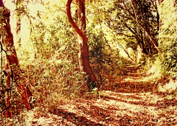 林道,アウトドア,冬,屋外,晴れ,ヴィンテージ