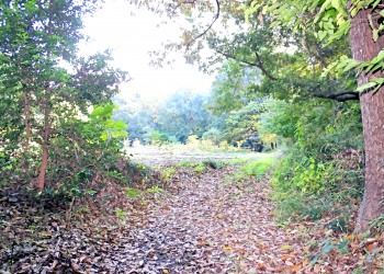 林道,アウトドア,冬,屋外,晴れ