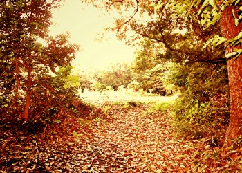 林道,アウトドア,冬,屋外,晴れ,ヴィンテージ