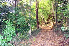 林道,アウトドア,冬,屋外,晴れ