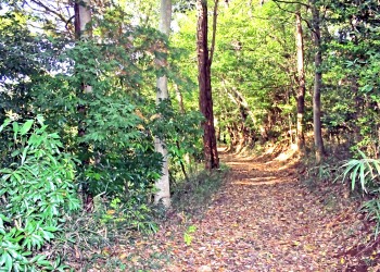 林道,アウトドア,冬,屋外,晴れ