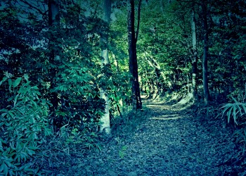 林道,アウトドア,冬,屋外,晴れ,ホラー