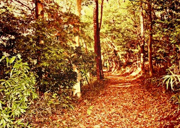 林道,アウトドア,冬,屋外,晴れ,ヴィンテージ