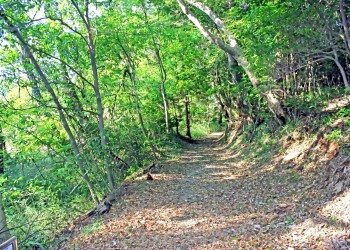 林道,アウトドア,冬,屋外,晴れ