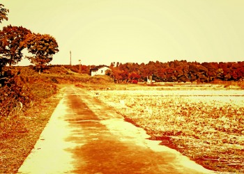 林道,アウトドア,晴れ,屋外,秋,ヴィンテージ