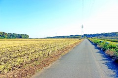 林道,村,晴れ,屋外,秋