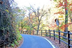 山道,村,屋外,秋,晴れ