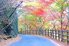 山道,アウトドア,屋外,秋,晴れ
