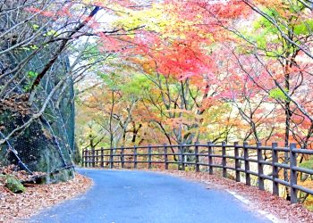 山道,アウトドア,屋外,秋,晴れ