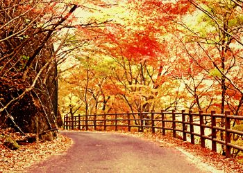 山道,アウトドア,屋外,秋,晴れ,ヴィンテージ