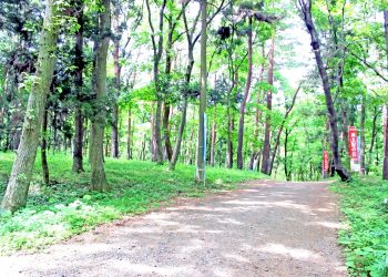 林道,アウトドア,屋外,夏,晴れ