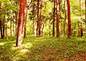 林道,アウトドア,屋外,夏,晴れ,ヴィンテージ