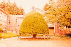 洋風庭園,晴れ,夏,屋外