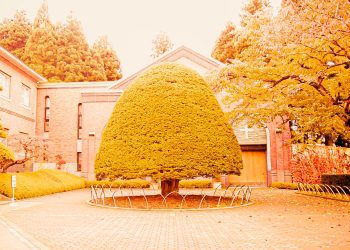 洋風庭園,晴れ,夏,屋外,ヴィンテージ