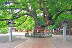神社, 町, 和, 屋外, 夏, 曇り