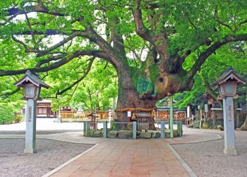神社, 町, 和, 屋外, 夏, 曇り
