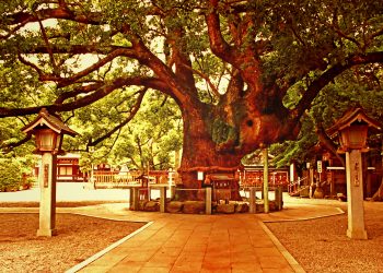 神社, 町, 和, 屋外, 夏, 曇り,ヴィンテージ