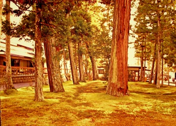 神社,町,屋外,秋,ヴィンテージ