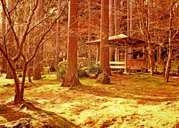 寺,日本庭園,和,冬,屋外,ヴィンテージ