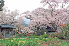神社,日本庭園,屋外,晴れ,春