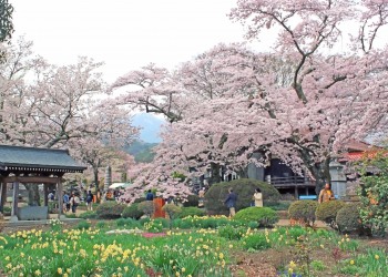 神社,日本庭園,屋外,晴れ,春
