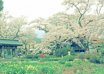 神社,日本庭園,屋外,晴れ,春,昭和レトロ