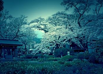 神社,日本庭園,屋外,晴れ,春,ホラー