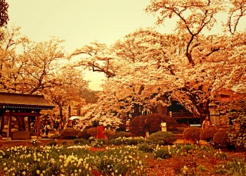 神社,日本庭園,屋外,晴れ,春,ヴィンテージ